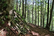 09 In saliscendi nel bosco